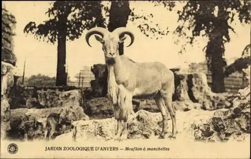 Ak Zoologischer Garten Antwerpen, Berbermufflon