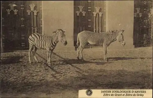 Ak Zoologischer Garten Antwerpen, Großes Zebra, Grevyzebra