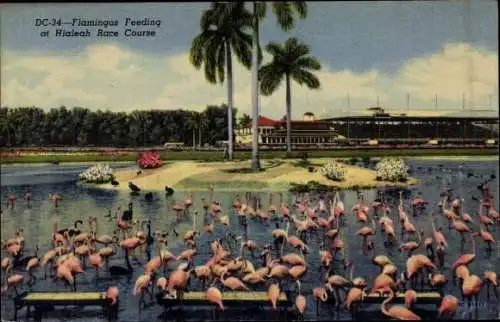 AK Miami Florida USA, Hialeah Rennstrecke, Flamingos