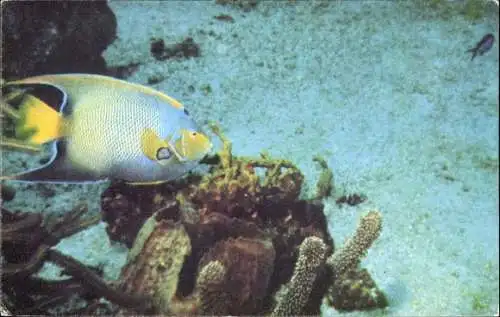 Ak Tobagos berühmtes Buccoo Reef, Meereslebewesen, Unterwasserflora, Fische