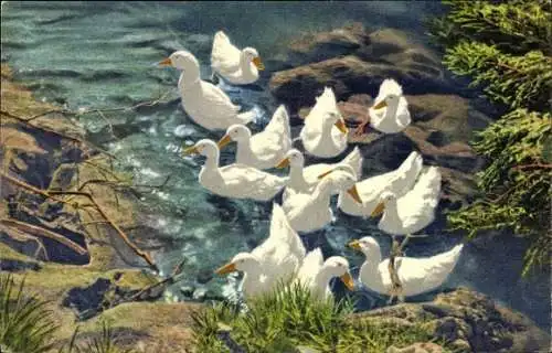 Ak Weiße Enten im Wasser