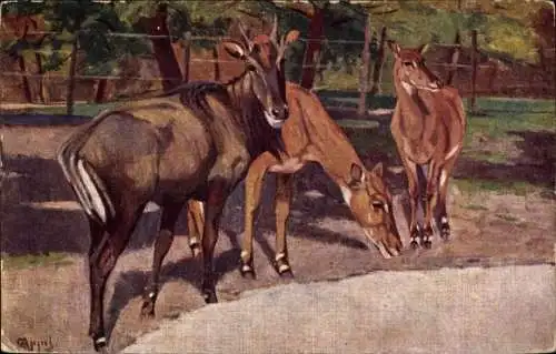 Künstler Ak Zoologischer Park, Antilopen