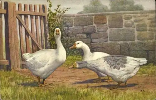 Ak Bauernhof, Gänse, Holzzaun, Mauer