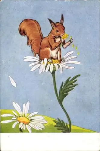 Ak Eichhörnchen, Margeriten, Blüten