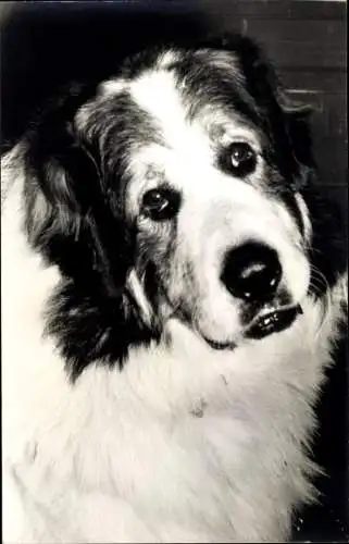 Foto Ak Hund, Tierportrait