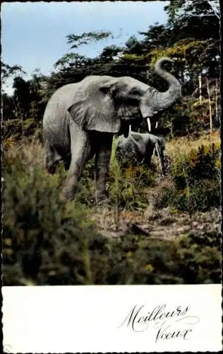 Ak Elefanten, Tierwelt, Wald