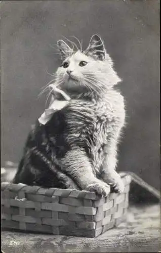 Ak Langhaarige Katze mit Schleife in einem Korb