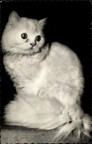 Ak Weiße Katze, Tierportrait