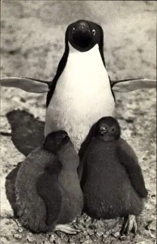 Ak Pinguine, Pinguinmutter mit ihren Küken