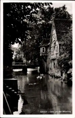 Ak Erbach im Odenwald Hessen, An der Mümling, Enten auf dem Wasser