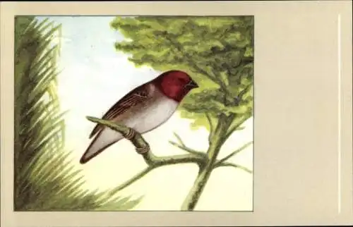 Künstler Ak Vogel, Rotkopfweber