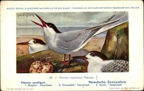 Künstler Ak Dupond, Hub., Sterna macrura Naum, Nordseeschwalbe, Nr. 85