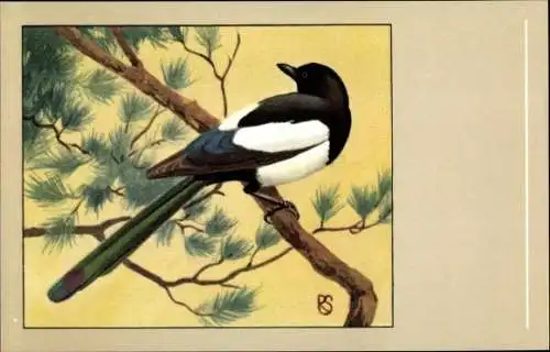 Künstler Ak Vogel, Elster