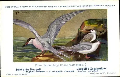 Künstler Ak Dupond, Hub., Sterna dougallii dougallii Mont., Rosenseeschwalbe