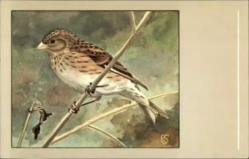 Künstler Ak Vogel, Berghänfling