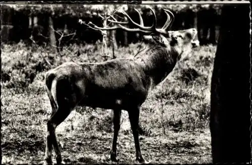 Ak Apeldoorn, Hirsch, Geweih