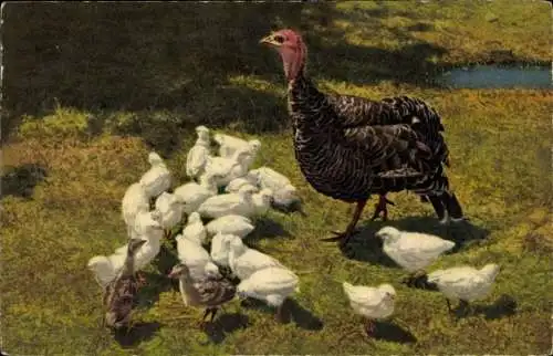 Ak Truthuhn mit Jungen