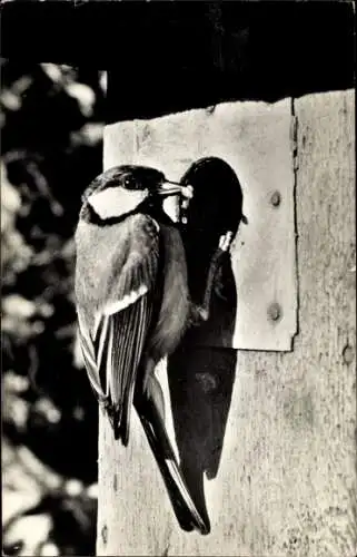 Ak Kohlmeise am Vogelhäuschen, Vogel