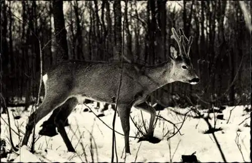 Ak Hulshorst, Junger Hirsch, Winter, Wald