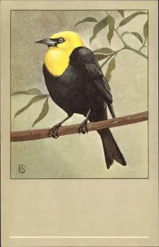 Künstler Ak Vogel, Gelbkopfstärling