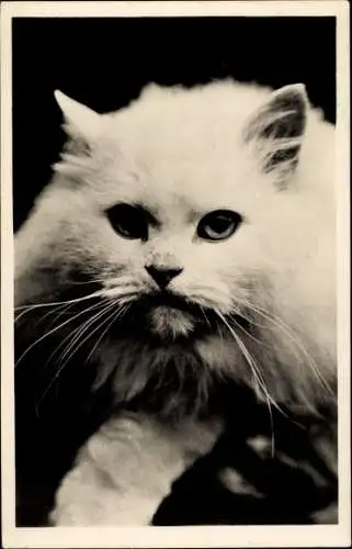 Ak Katze, Tierportrait