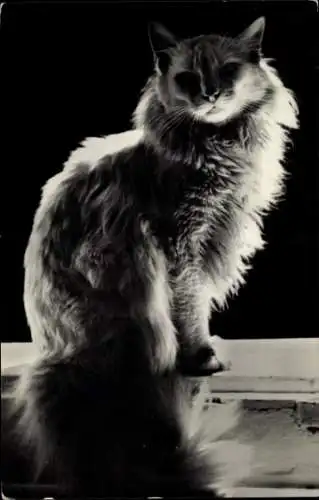 Ak Langhaarige Katze, Tierportrait