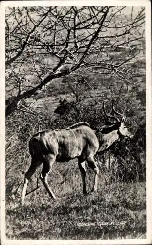 Ak Hirsch auf der Wiese