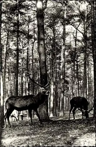 Ak Zwei Hirsche im Wald