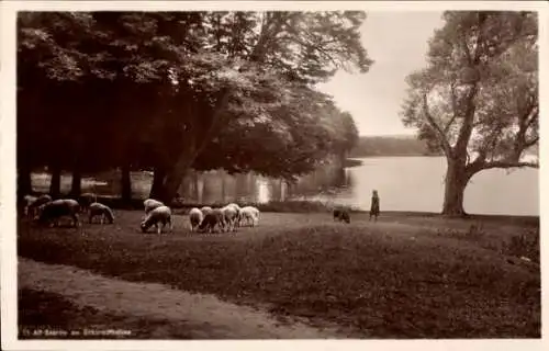 Ak Bad Saarow in der Mark, Alt Saarow, Scharmützelsee, Schafherde