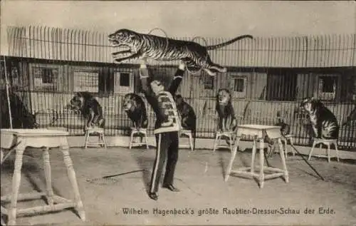 Ak Wilhelm Hagenbeck, Raubtier-Dressur, Löwen, Tiger