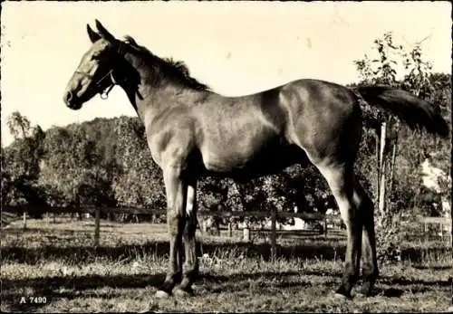 Ak Pferd mit Zaumzeug, Tierportrait