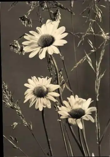Foto Ak Feldblumen, Getreide, Gänseblümchen?