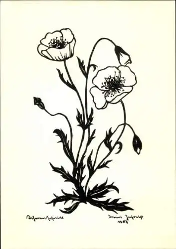 Scherenschnitt Künstler Ak Blühende Blumen, Mohn
