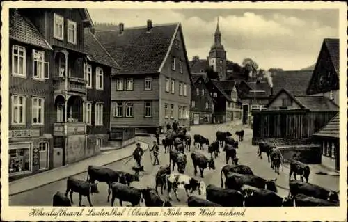 Ak Lautenthal Langelsheim im Oberharz, Teilansicht, Kühe zur Weide ziehend