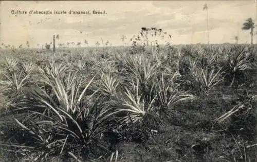 Ak Brasilien, Culture d'abacaxis, Ananas