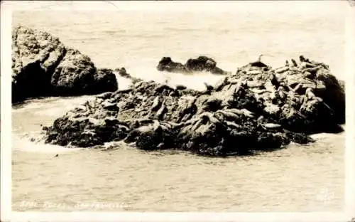 Ak San Francisco Kalifornien USA, Seal Rocks
