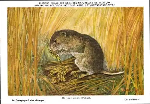 Künstler Ak Microtus arvalis, Feldmaus, Institut Royal des Sciences Naturelles de Belgique