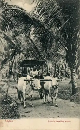 Ak Ceylon Sri Lanka, Bullock-Reisewagen