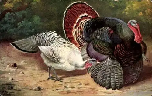 Künstler Ak Schönian, Alfred, Truthahn, Pute