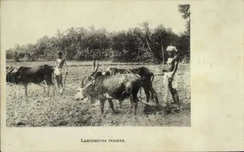 Ak Indien, Bauern, Ackerarbeit, Pflug, Rinder