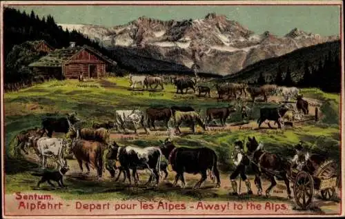 Ak Schweiz, Sentum, Alpfahrt, Rinder, Gebirge