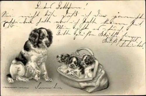 Litho Drei junge Hunde in der Handtasche