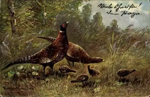 Künstler Litho Fasane, Jungtiere