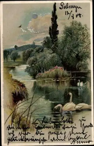 Litho Schwäne im Teich, Bäume, Sonne