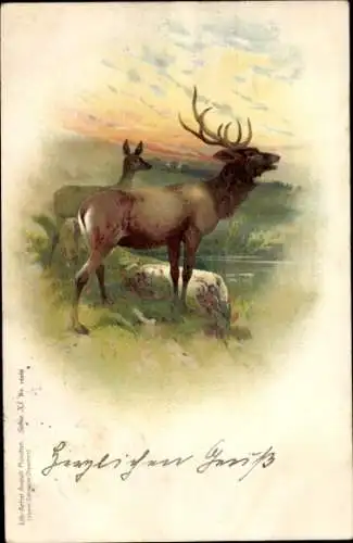 Litho Hirsch, Reh, Teich, Wiese