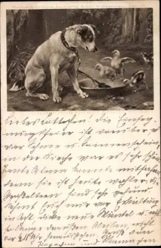 Litho Hund, Küken beim Essen, Kette