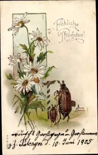 Litho Glückwunsch Pfingsten, Maikäfer, Margeriten, Wegweiser