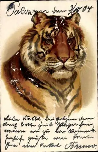 Litho Tiger, Tierportrait