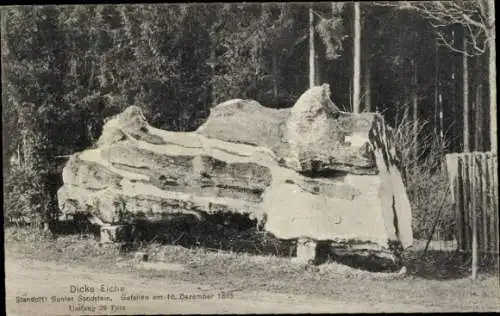 Ak Dicke Eiche, Bunter Sandstein, gefallen 1865