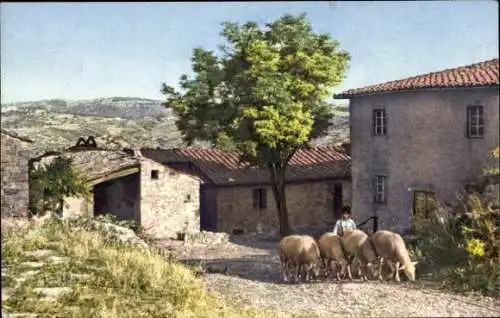 Ak Gaiole in Chianti Toscana, Ricavo, Bauernhof, Schafe